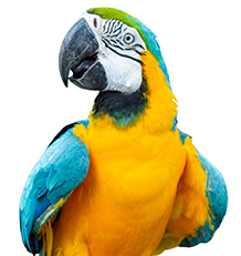 Aves